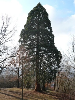 what.sequoia.title